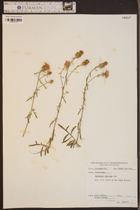 Centaurea stoebe image