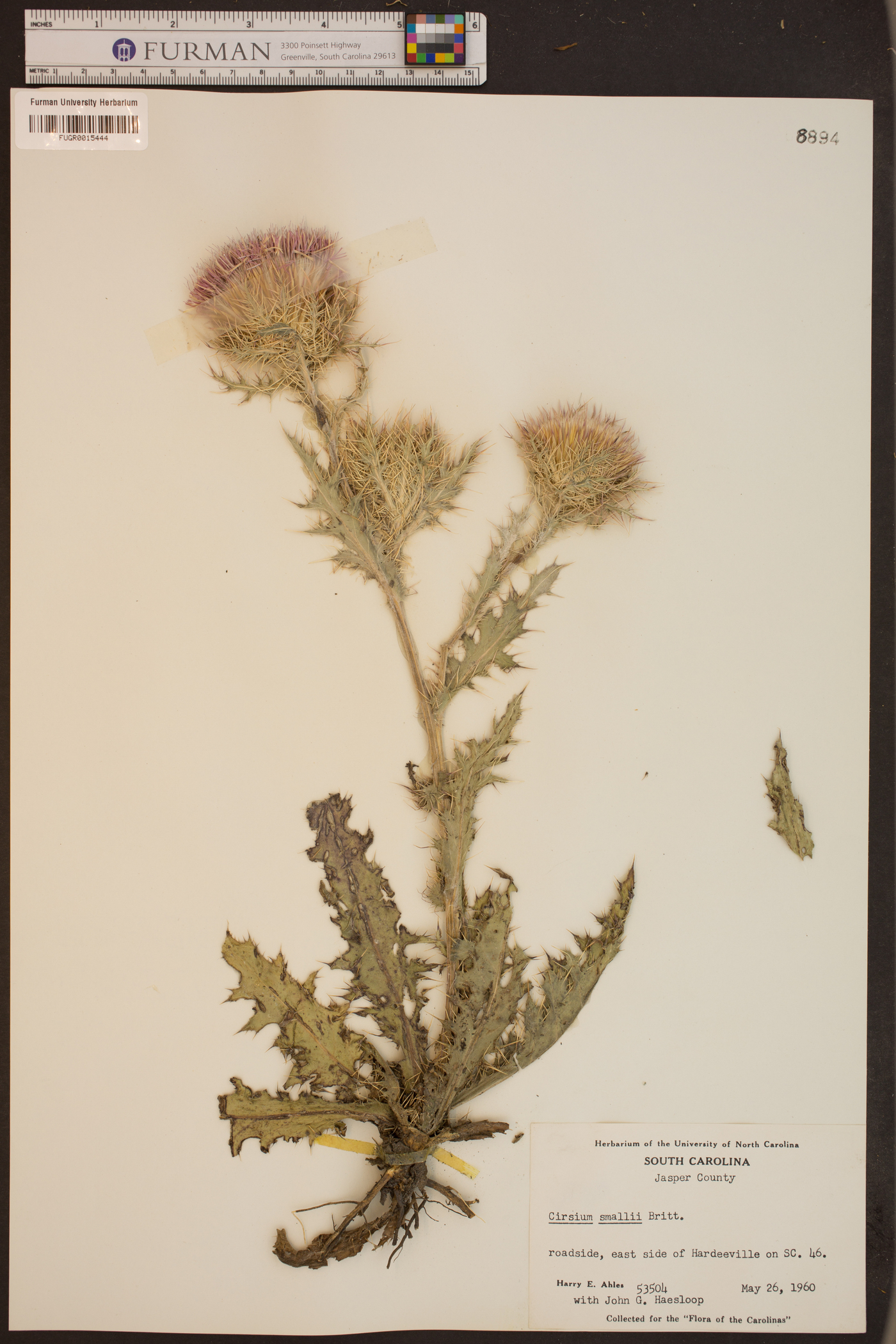 Cirsium smallii image