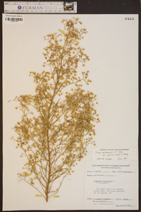 Conyza canadensis var. pusilla image