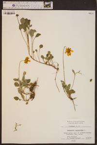 Coreopsis auriculata image