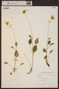 Coreopsis auriculata image