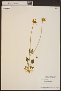 Coreopsis auriculata image