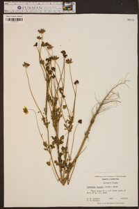 Coreopsis basalis image