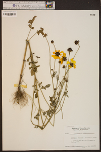 Coreopsis basalis image