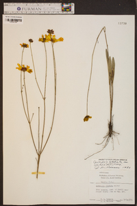 Coreopsis gladiata var. linifolia image