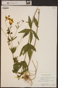 Coreopsis major image