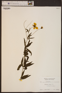 Coreopsis major image