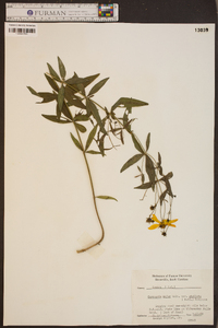 Coreopsis major image