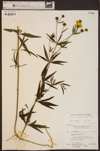 Coreopsis major image