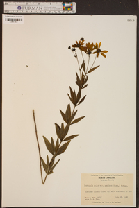 Coreopsis major image