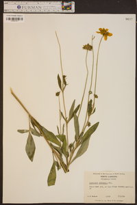 Coreopsis pubescens image