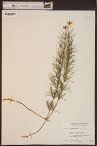 Coreopsis verticillata image