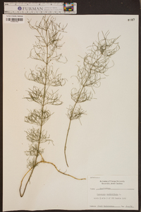 Coreopsis verticillata image