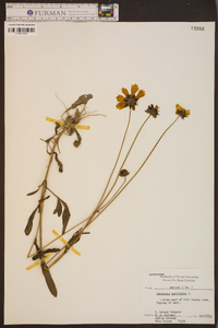 Coreopsis auriculata image