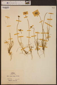 Coreopsis douglasii image