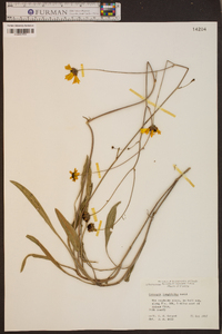 Coreopsis gladiata image