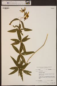 Coreopsis major image