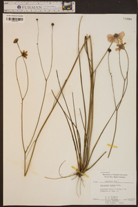 Coreopsis nudata image