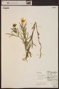 Coreopsis palmata image