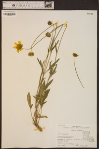 Coreopsis pubescens image