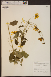 Coreopsis pubescens image