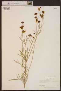 Coreopsis tinctoria image