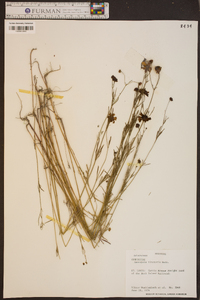 Coreopsis tinctoria image