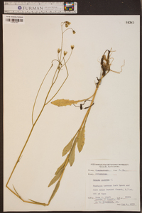 Crepis pulchra image