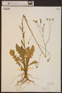 Crepis pulchra image