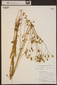 Crepis pulchra image