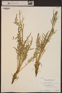 Crepis occidentalis image