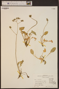 Youngia japonica image