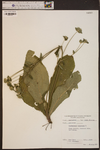 Elephantopus tomentosus image