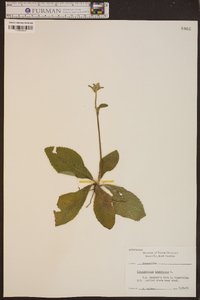 Elephantopus tomentosus image