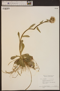 Erigeron pulchellus image