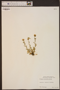 Erigeron coulteri image