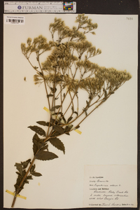 Eupatorium album image