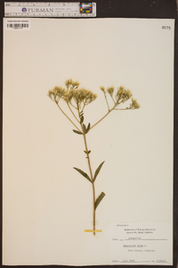 Eupatorium album image