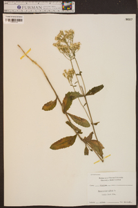 Eupatorium album image