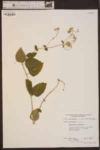 Eupatorium aromaticum image