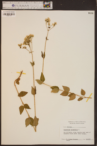 Eupatorium aromaticum image