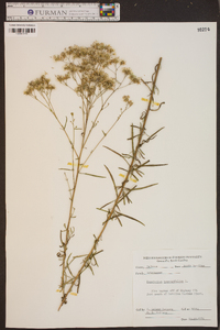 Eupatorium hyssopifolium image