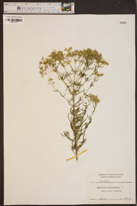 Eupatorium hyssopifolium image