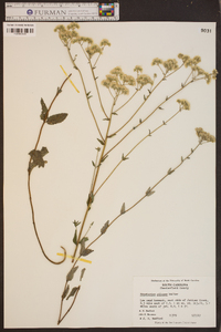 Eupatorium pilosum image