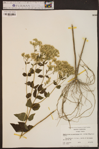 Eupatorium rotundifolium var. ovatum image