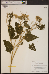 Eupatorium urticaefolium image