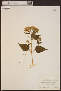 Eupatorium urticaefolium image