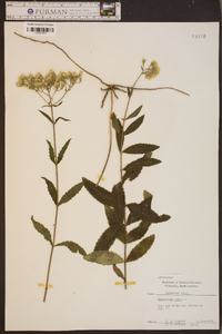 Eupatorium album image