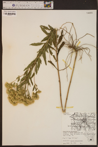 Eupatorium altissimum image