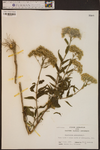 Eupatorium altissimum image